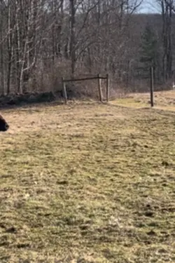 Jumping donkey