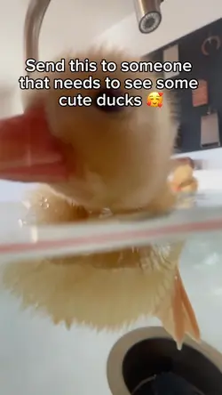 Duckling