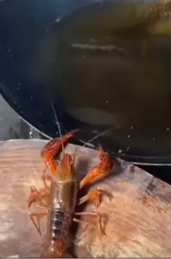 Lobster meme‼️