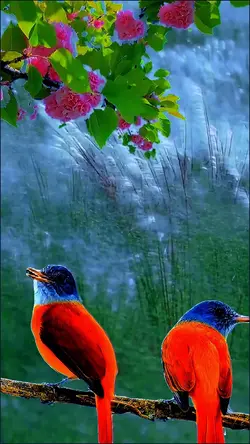 Love bird