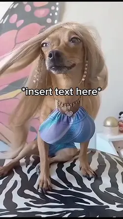 Bad dog meme