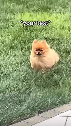Wind 