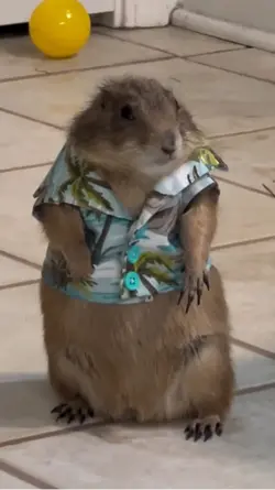 Hamster Meme
