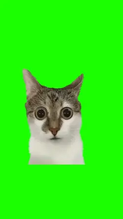 gato seja criativo 