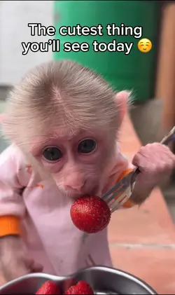 Cute monkey