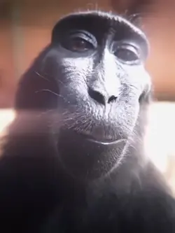 Monkey Meme