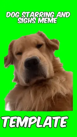 Dog staring sighs