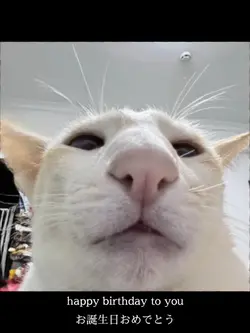 ペットが喋る