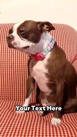 Dog Crying 