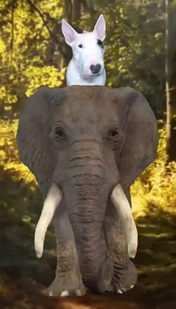 Riding an Elephant 