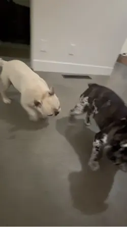 ANGRY HIPPO😡