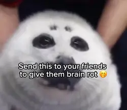 Seal
