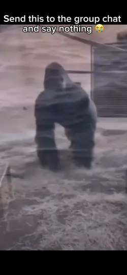 Gorilla 