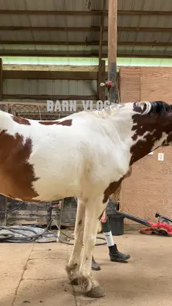Barn vlog with Pashe