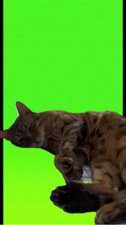 Sleeping Bengal cat
