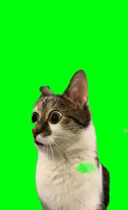 wide eye cat
