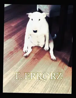 English Bull Terrier