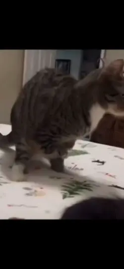 CATASOUROUS