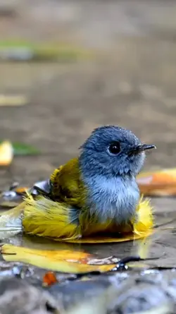 bird bath