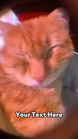 Awo Cat 