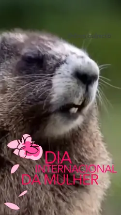 dia da mulher 