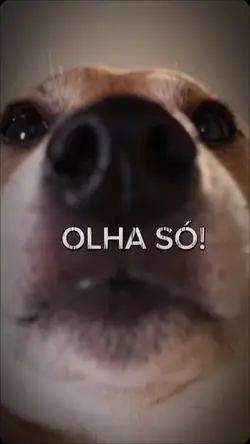 cachorro web