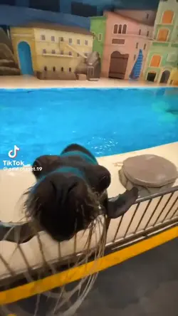 funny seal