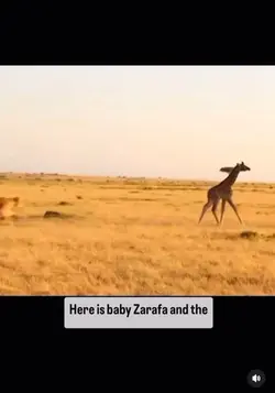 Funny animal vid