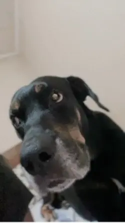 Eu e meu cachorro 