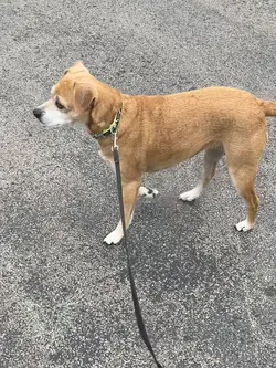 Dog trainin