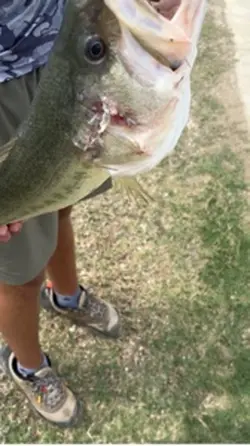Huge bass 
