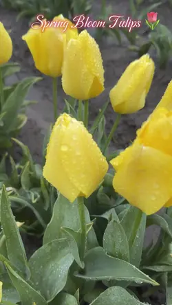 Tulips flower