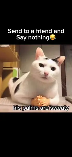 Eminem cat meme