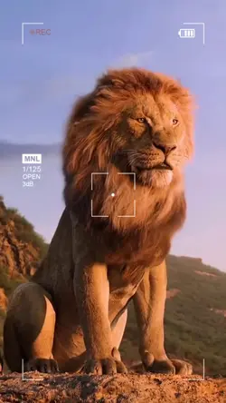 Battle of the Lions