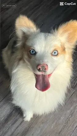 Disney dog