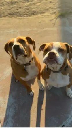 Dog stay