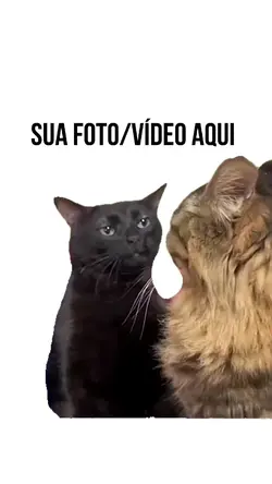 GATO PRETO