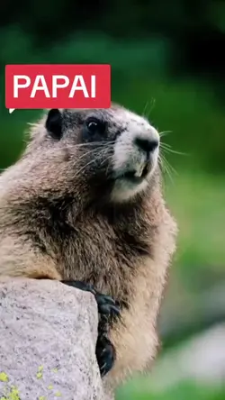 Papai 