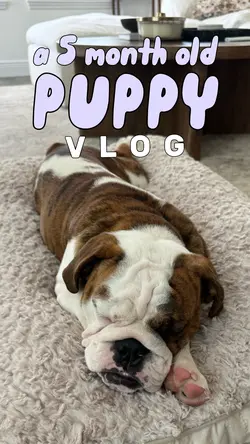 Morning Vlog w/ Pup