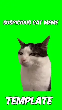 Suspicious cat meme
