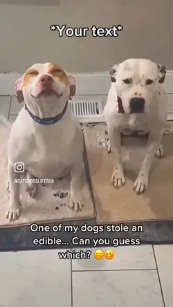 Dawgs