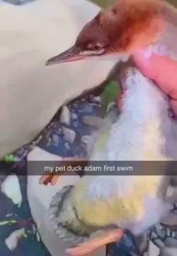 Pet duck 