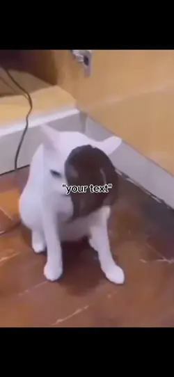 karen cat