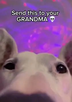 Dance dog