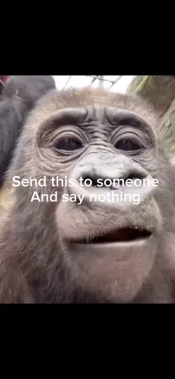 Gorilla 