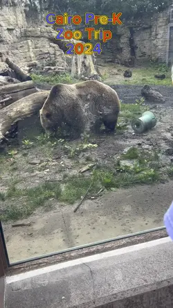 Zoo Animals