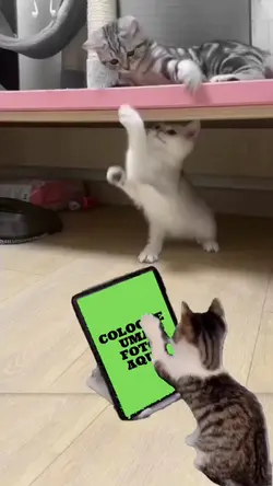 MEME DOS GATINHOS