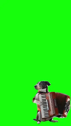cachorro na sanfona