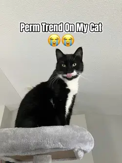 Perm Trend 5️⃣