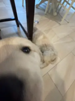Cute dog
